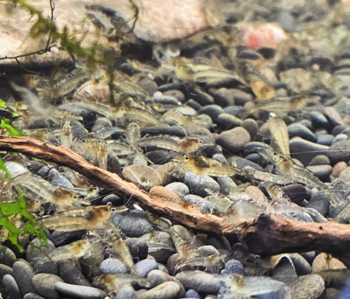 Malawa Shrimp (Caridina Pareparensis Parvidentata)